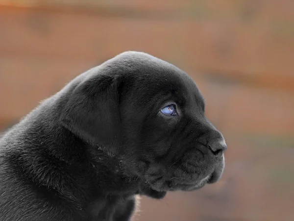 ブラック子犬 - 南アフリカ Boerboel — ストック写真
