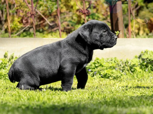 Cachorro negro - BoerBoel sudafricano — Foto de Stock