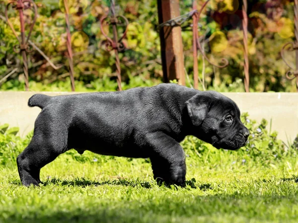 Cachorro negro - BoerBoel sudafricano — Foto de Stock