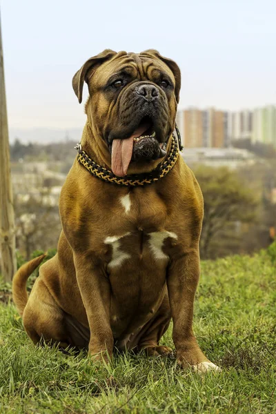 Mastín francés con máscara negra — Foto de Stock