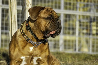 Büyük köpek Fransız mastifi. Siyah maskeli bir kadın..