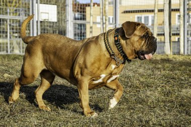 Büyük köpek Fransız mastifi. Siyah maskeli bir kadın..