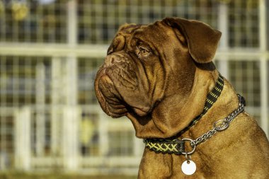 Büyük köpek Fransız mastifi. Kırmızı maskeli bir kadın..