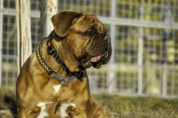 Büyük Köpek Fransız Mastifi Siyah Maskeli Bir Kadın — Stok fotoğraf