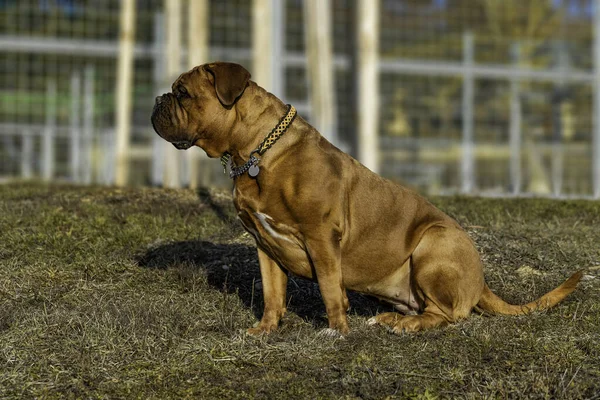 Stor Hund Fransk Mastiff Kvinna Med Svart Mask — Stockfoto