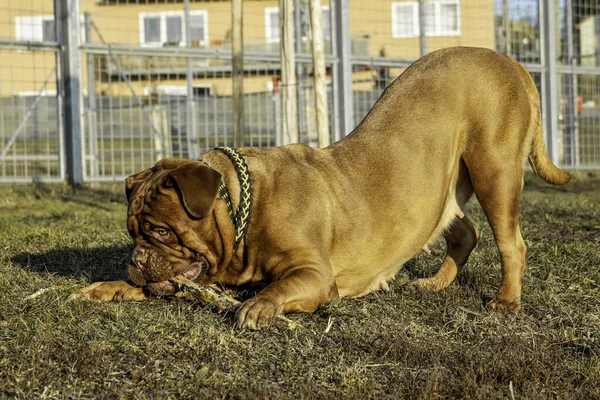 Cão Grande Mastim Francês Mulher Com Máscara Vermelha — Fotografia de Stock