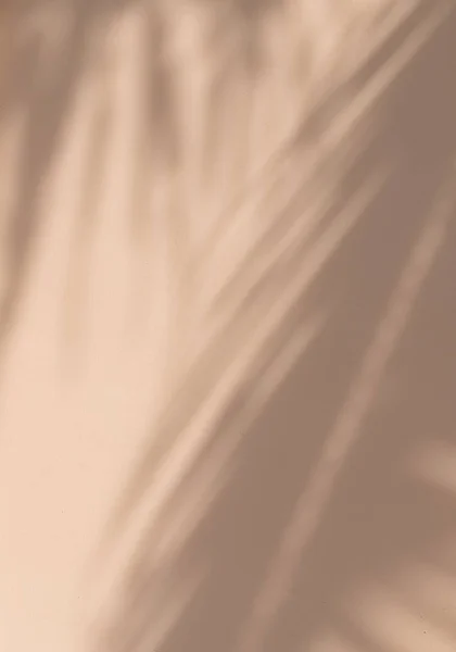 Soluk pastel bej arka planda egzotik tropikal palmiye dalları