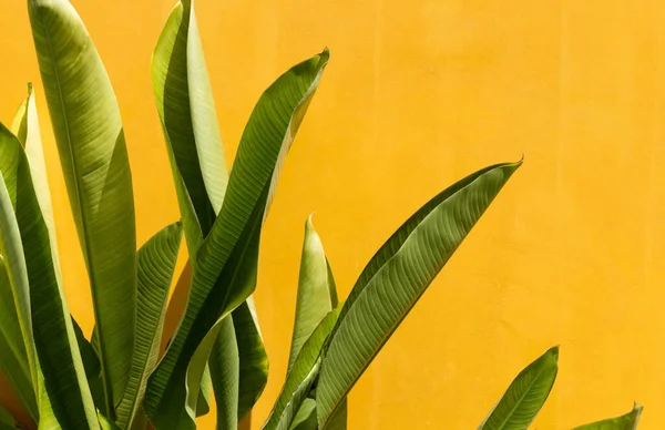 Exotische tropische grüne Blätter in der Nähe der gelben Wand — Stockfoto