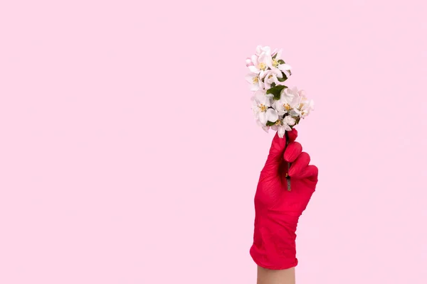 Female hand in a pink glove holds a flower. Stay safe stay home. Holiday celebration at quarantine