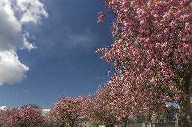 Kiraz ağaçları çiçek kıvrımlı çizgi