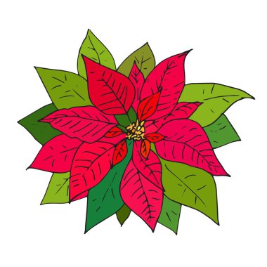 Noel Yılbaşı çiçeği. Kroki. Beyaz arka plan üzerinde izole