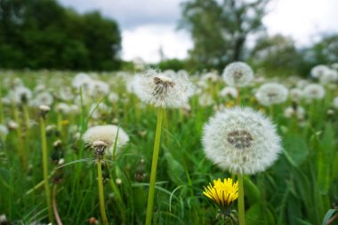 Beyaz dandelions ile yeşil çayır