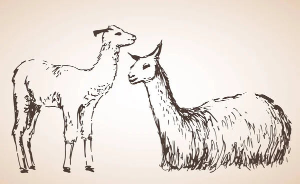 Lama mit Baby. isoliert auf weißem Hintergrund — Stockvektor