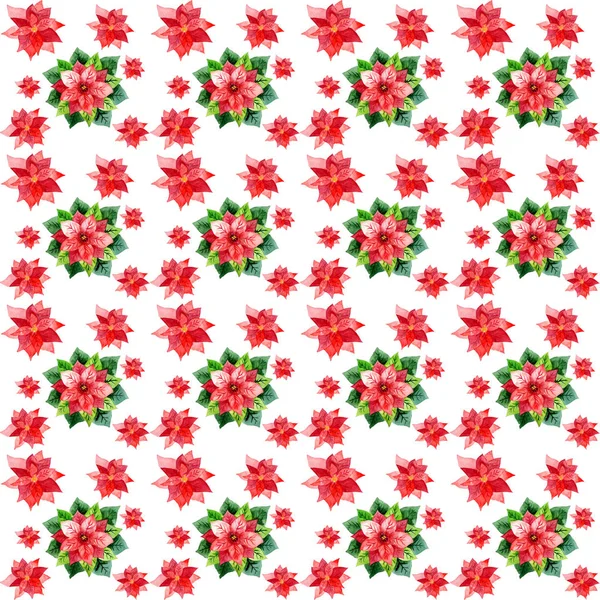 Folhas desenhadas à mão aquarela com flores vermelhas de inverno poinsettia . — Fotografia de Stock