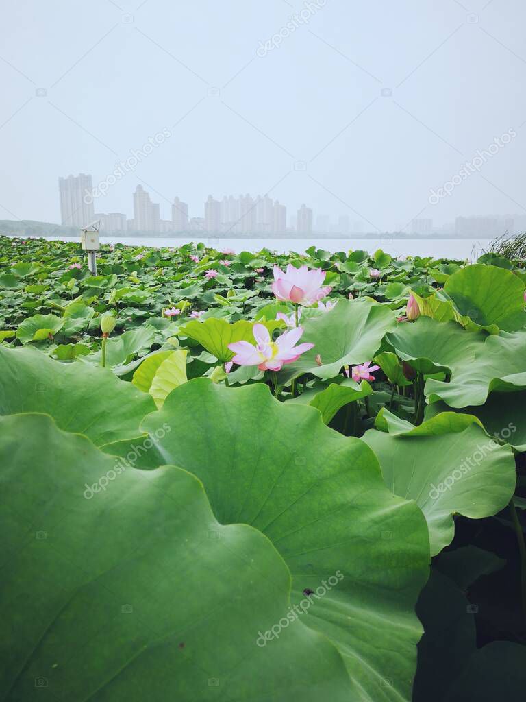 Tuchong-Microstock1