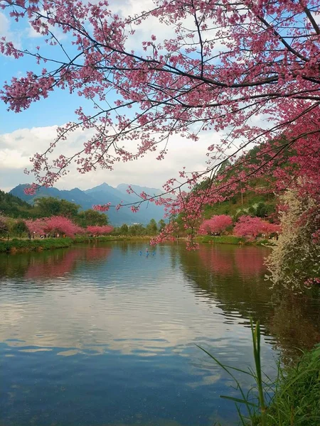 beautiful landscape with lake and cherry blossoms