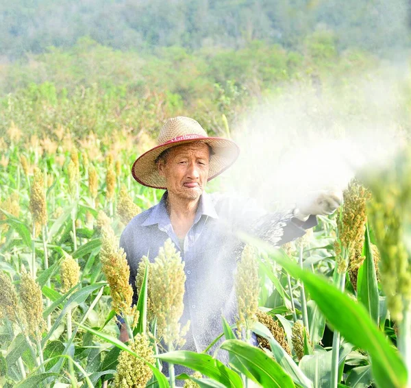 farmer with a straw hat on the field