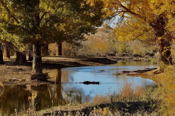 Hermoso Paisaje Otoñal Con Árboles Río — Foto de Stock