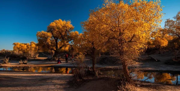 Hermoso Paisaje Otoñal Con Árboles Hojas — Foto de Stock