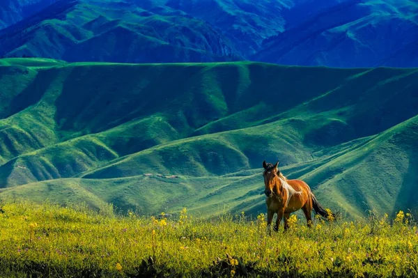 Bela Paisagem Com Cavalo Nas Montanhas — Fotografia de Stock