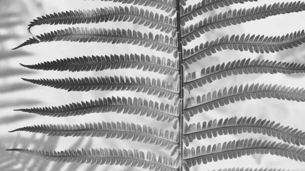 fern leaves on a white background