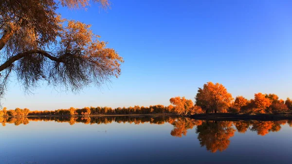 Paisaje Otoñal Con Árboles Reflexión — Foto de Stock