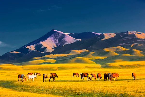 Bela Paisagem Com Uma Manada Cavalos Nas Montanhas — Fotografia de Stock