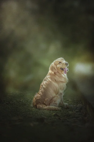 a closeup shot of a cute lion