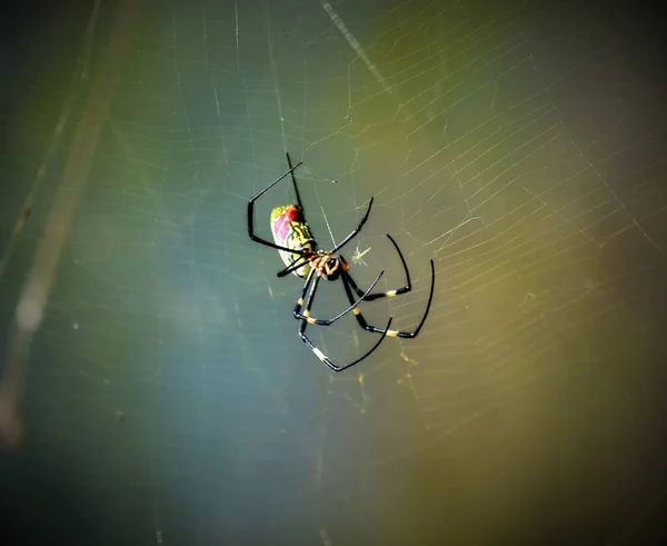 Spinnennetz Auf Schwarzem Hintergrund Stockfoto