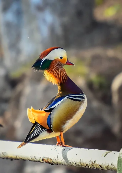 beautiful bird in the lake
