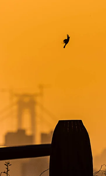 Silhouette Une Mouette Volant Dans Ciel — Photo