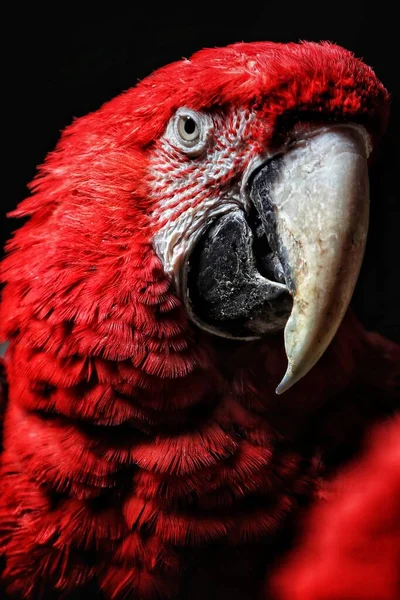 close up of a red-headed parrot