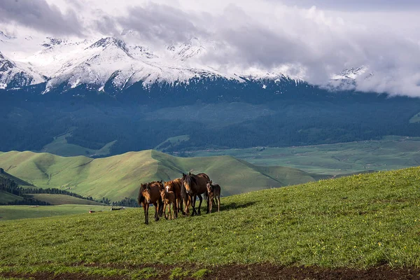 Bela Paisagem Montanhosa Com Uma Manada Cavalos — Fotografia de Stock
