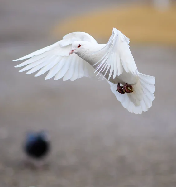 white dove flying in the sky