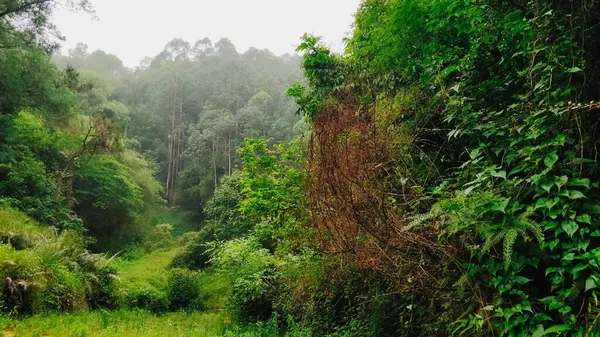 stock image beautiful view of the forest