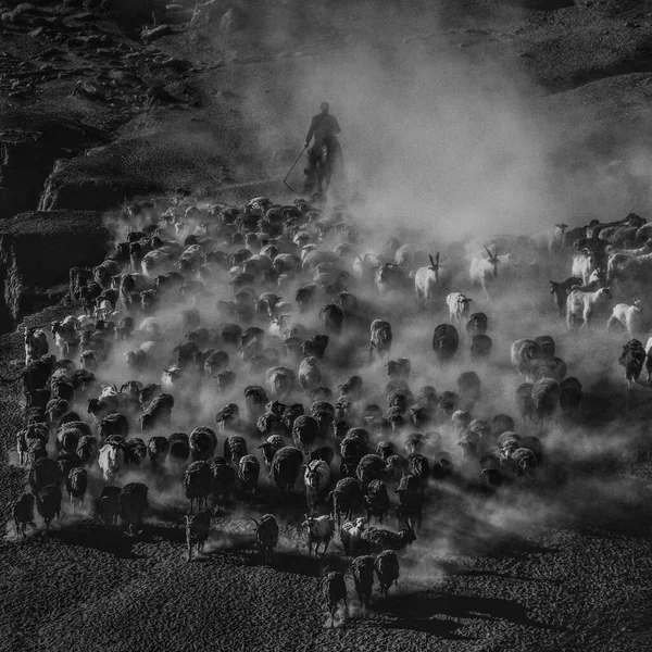 black and white photo of a group of people in the field