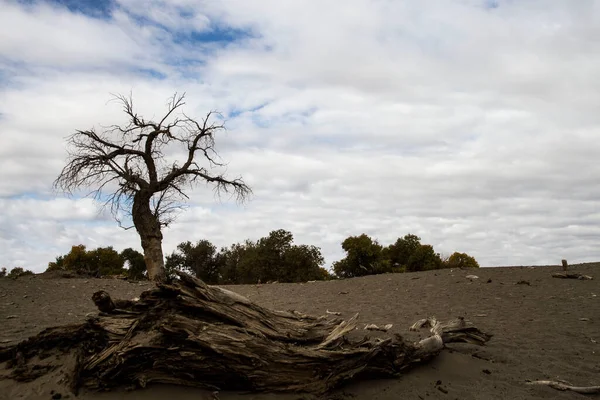 dead tree in the desert