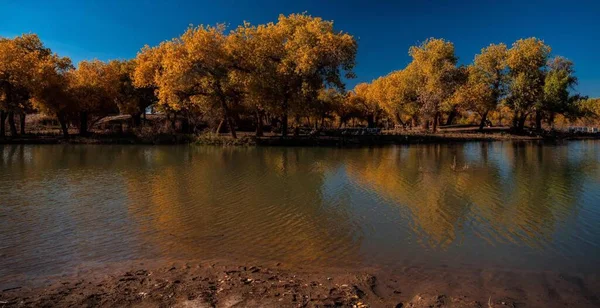 Hermoso Paisaje Con Árboles Lago — Foto de Stock