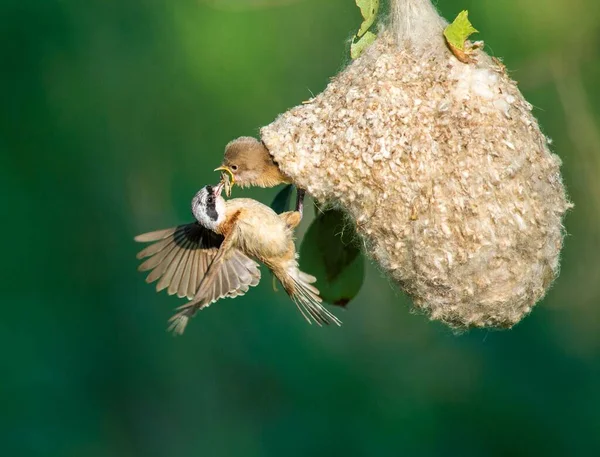 Nahaufnahme Einer Biene Auf Einer Blume Stockbild