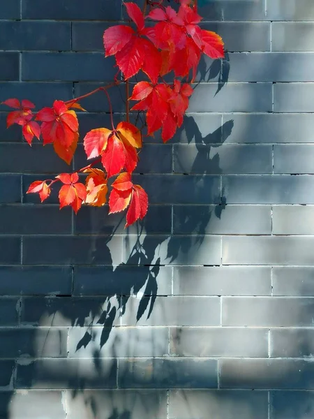 Rote Und Orangefarbene Blätter Einer Ziegelwand lizenzfreie Stockbilder