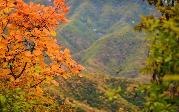 Herbstlandschaft Mit Bunten Blättern Stockbild