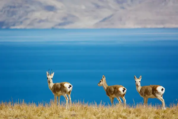 a flock of wild animals on the background of the mountain