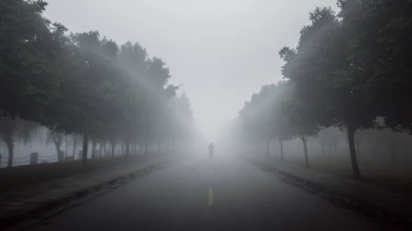 Matin Brumeux Dans Forêt — Photo