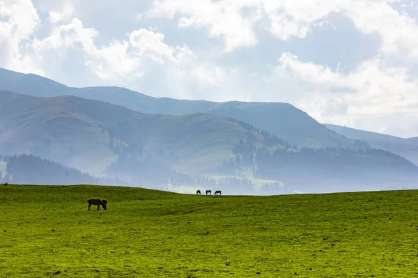 Bela Paisagem Com Cavalo Nas Montanhas — Fotografia de Stock