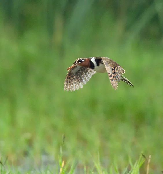 bird in flight, nature, fauna