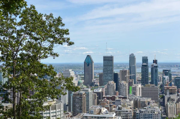 Parlak kırmızı üvez meyveleri yaz aylarında dal