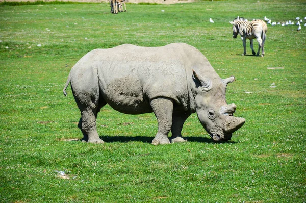 Rhino Safari Quebec Canada — Stock Photo, Image