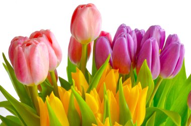 Bahar demeti. Görüntü izole.