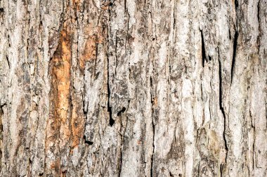 Kahverengi ahşap arka plan Mont royal, Montreal, Canada