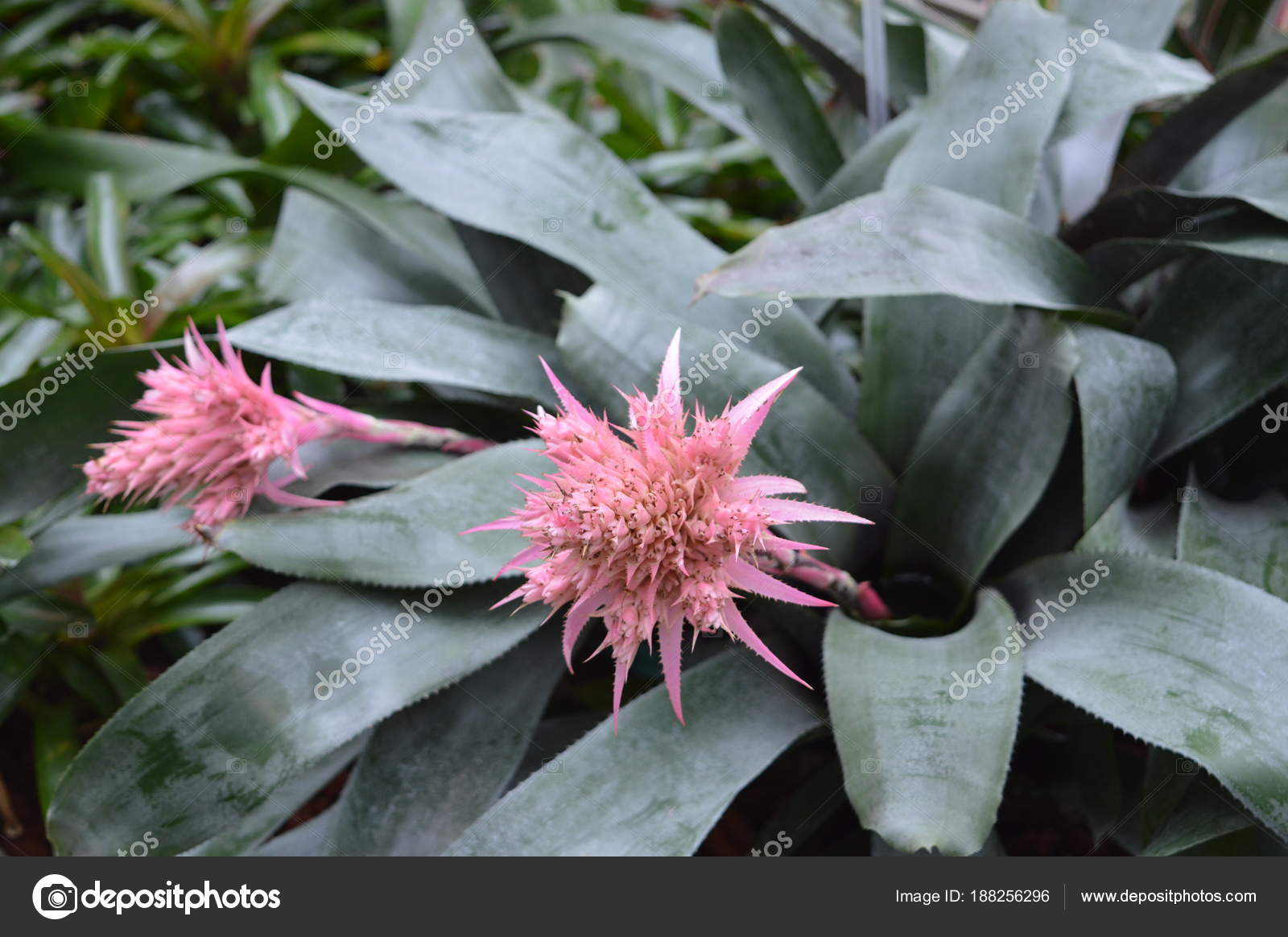 Close Exotic Pink Agave Montreal Canada Jardin Botanique Stock Photo by  ©bakerjarvis 188256296